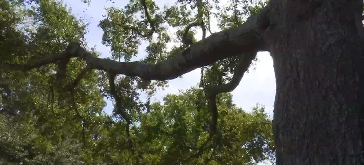 Residents, business owner fight to save 100yearold oak tree